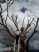 金城武樹重新扶正(花蓮／彭興讓攝)