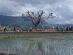 金城武樹重新扶正(花蓮／彭興讓攝)