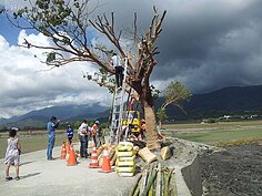金城武樹重新扶正(花蓮／彭興讓攝)