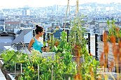 綠屋頂降溫又減碳