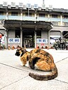 猴硐路跑改道　貓迷鬆口氣