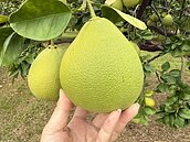 「柚子是文旦？」一半人都搞錯　教育部曝挑選3招：香又甜