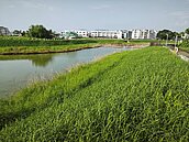 降低豪大雨淹水風險　柳營櫻花社區抽水站2026年完工啟用