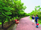 北港溪畔堤防綠林違法？　里民連署護樹