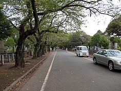 谷中靈園佔地比大安森林公園還大。不過草木扶疏且光線充足，並沒有日本恐怖電影般那種陰森的氣氛。