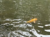 貼近自然竟奪命...竹北女嬰跌落幼兒園20公分生態池溺斃