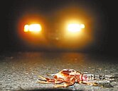 墾丁陸蟹過馬路　志工護送