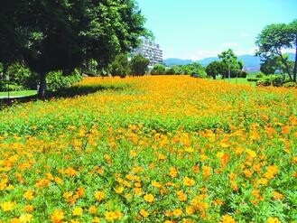 古亭河濱公園擁有大片黃波斯菊花海，水利處計畫打造為「婚紗河濱公園」。（圖／截自北市水利處）