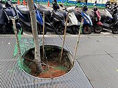 「豬肉皮」跑道、植栽枯死留洞...明倫社宅問題多　市府：一周內修繕