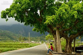 在通往民宿的道路上，可以看到一棵完全不輸給池上金城武樹的老樹。茂密的枝葉是當地人避暑閒聊的好去處。尤其左右稻田結穗時，美景更不輸給伯朗大道。