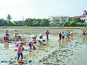 稻田彩繪插秧　種出安平古堡