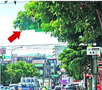 路樹擋紅綠燈　南港駕駛怕怕