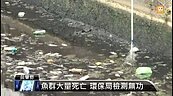 惡臭！射流溝缺氧　死魚達1.5公里