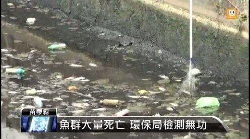 苗栗縣竹南鎮射流溝昨天驚見大量死魚，1.5公里長的水面漂滿上千條魚屍，夾雜陣陣惡臭。（截自聯合影音網）