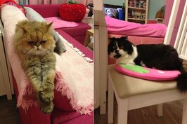 除了和媽咪同住，兩隻愛貓也是王俐人生活中不可或缺的家人。（王俐人提供）