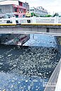 竹南射流溝飄臭　魚屍滿水圳