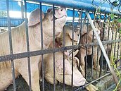 豬瘟防疫第二階段　卓揆：禁宰、運延長10天