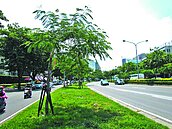 高市中華路鳳凰木移除　「30年回憶沒了」