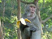 比照日本熊出沒地圖　新北農業局允建置「猴出沒地圖」