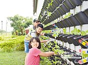 牆栽千盆菜　散熱兼綠美化