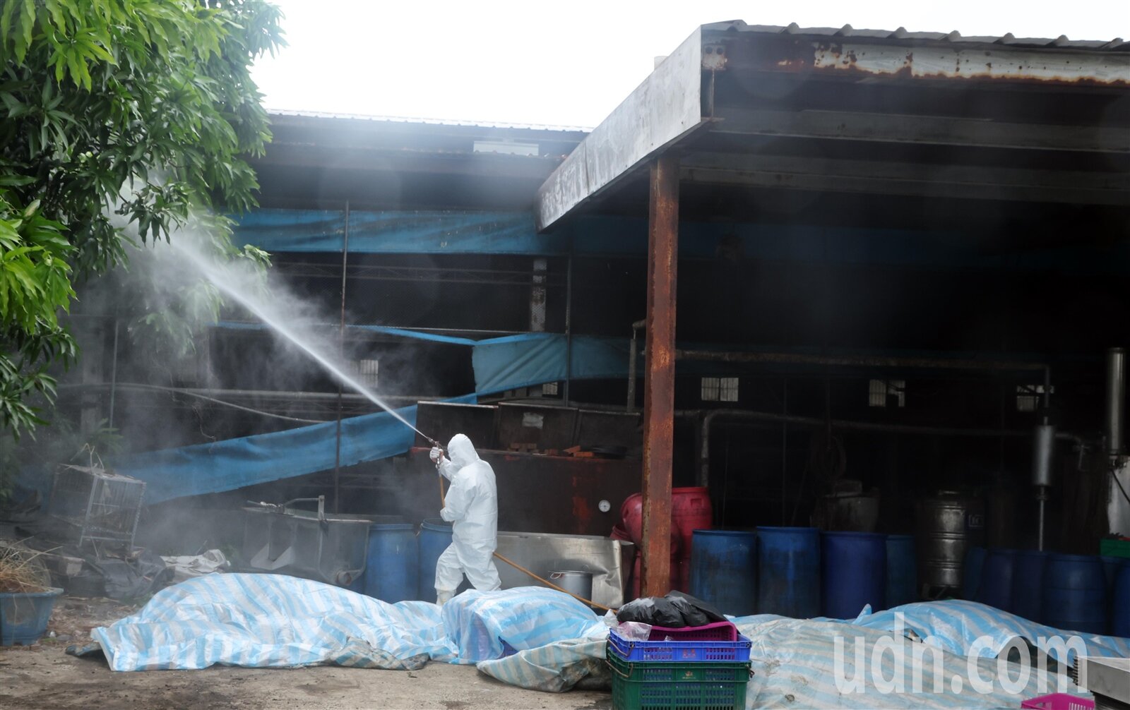 非洲豬瘟疑似案例場,已預防性撲殺場內豬隻195頭,屍體掩埋及全面進行環境清潔與消毒,並以案例場中心半徑3公里設立管制區,同時啟動疫情調查。記者黃仲裕/攝影