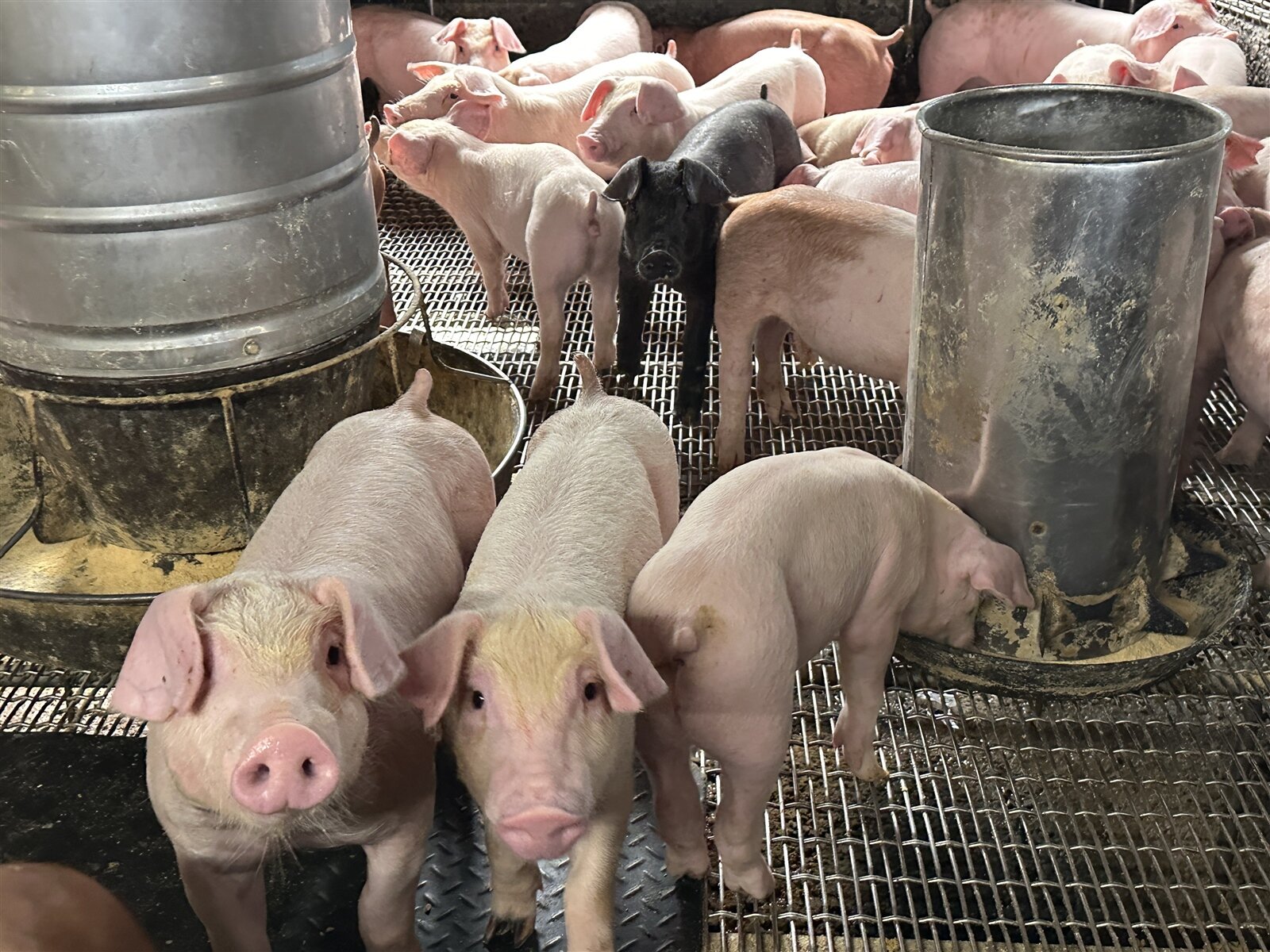 國內爆發首例疑似非洲豬瘟疫情。豬隻示意圖。本報資料照片