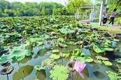 台北植物園　害蟲「黃」了荷花池