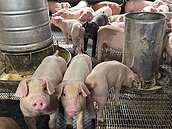 新竹養豬戶違規餵廚餘　2度遭罰25萬被查封不動產才繳清