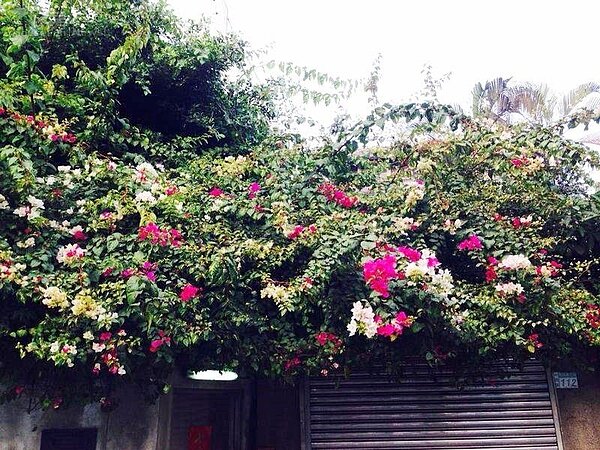 6.翁家的百年老宅外花木扶疏。