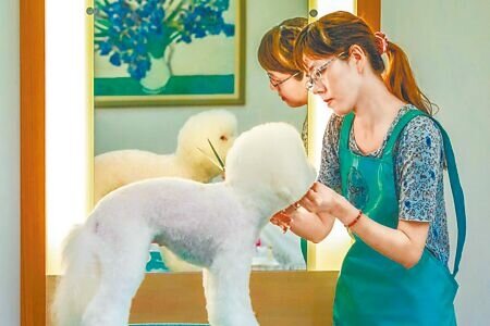毛小孩經濟蓬勃發展,為避免消費爭議,農業部5月公告「犬、貓美容定型化契約應記載及不得記載事項」,但北市議員汪志冰指出,北市動保處在政策公告與稽查方面表現為零。(本報資料照片)