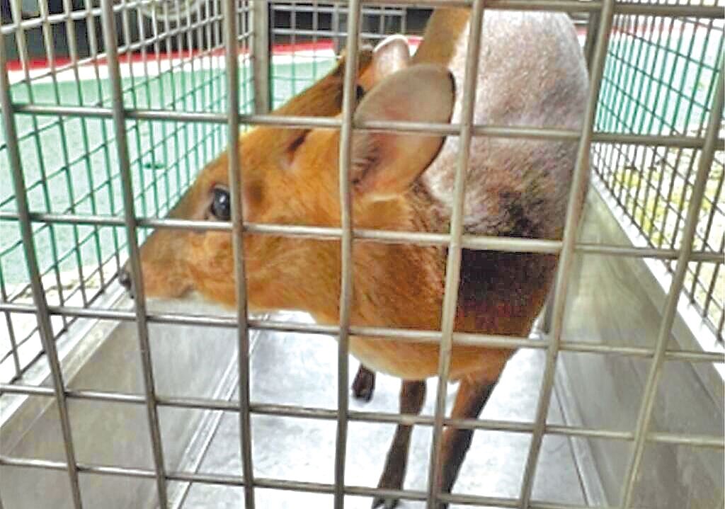 北市文山區一間早餐店10月30日上午突然有野生山羌闖入,北市動保處接獲民眾通報後也派員前往救援,發現山羌狀況良好無受傷,經檢查後已野放山區。圖/北市動保處提供