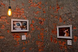 斑駁的紅磚與昏黃的吊燈融為一體，牆上掛的是藝術創作者的作品，位置可任意調整，且不拘束主題，在單調的牆面上增添不少特色。