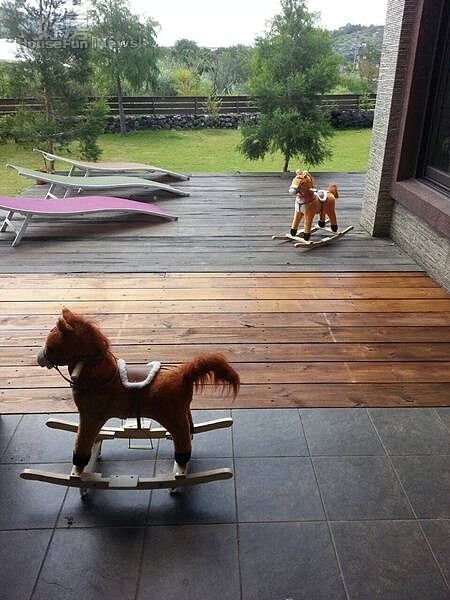 4.窗外是自家的庭院,與外面的綠意風景連成一氣。