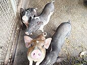 防堵豬瘟　台南完成養豬場查核