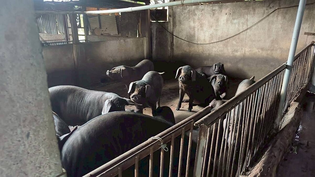 除中央提供非洲豬瘟補助，桃市府也宣布加碼廚餘清運補貼及豬肉攤營業補助。圖／市府提供