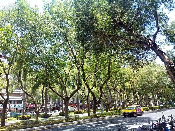 5仁愛路四段林蔭大道景色優美。
