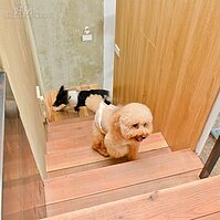 60萬輕鬆打造毛小孩空間／北歐工業風的寵物餐廳／寵咖啡