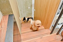 地板以杉木打造，其木紋不僅增加毛小孩的抓地力避免滑倒外，同時也不怕毛小孩的利爪，讓毛小孩可盡情的奔跑上下樓，是十分貼心的設計。