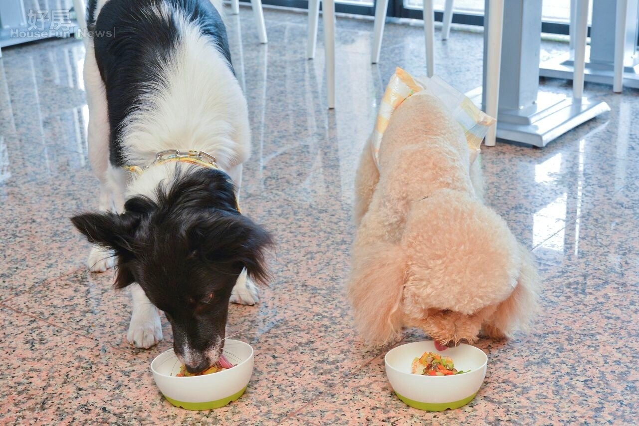 高雄餐飲出身的年輕老闆娘,為毛小孩量身打造的餐點十分可口又兼顧健康,讓毛小孩吃得津津有味。(好房網News記者 陳韋帆/攝)