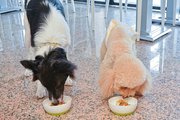 高雄餐飲出身的年輕老闆娘,為毛小孩量身打造的餐點十分可口又兼顧健康,讓毛小孩吃得津津有味。(好房網News記者 陳韋帆/攝)