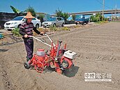 苑裡試種雜糧作物　取代再生稻