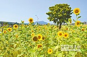 2公頃太陽花　怒放幸福水漾公園