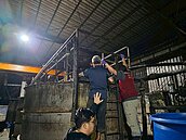 林口養豬場違規餵食廚餘被查獲　新北重罰206萬並禁上市、取消補助