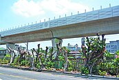好殘忍！台中整排路樹　被台鐵斷頭
