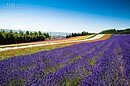 誕生花　調理居家芬芳