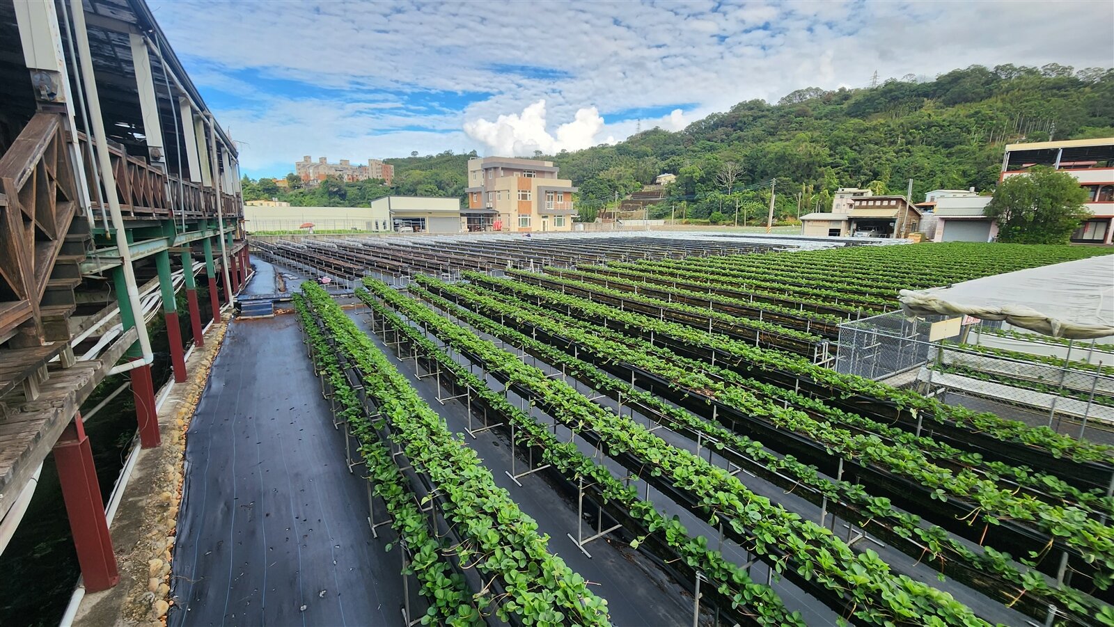 大湖地區草莓今年受高溫氣候、閏月影響，草莓季估計要到12月中旬才開始，目前已有愈來愈多的草莓園改採高架栽培。記者胡蓬生／攝影 