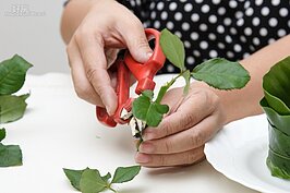 玫瑰花的葉子可別丟棄，紅花總要有綠色襯托。剪下少許玫瑰花葉（含葉梗）。