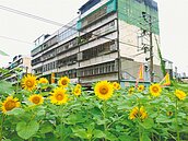 瑞芳吉安里組隊綠美化　社區變花園