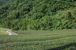 要欣賞茶園的美要選對時間，若是在採收期後才去，所看到的「綠龍」景觀可是會打折。