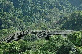 千島湖周邊茶園林立，山谷間的茶樹吸滿了山林水氣，在茶農的精心栽培下，所產的茶口味香淳，入喉回甘。